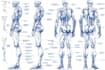draw professional medical concept sketches
