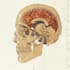 draw detailed medical illustrations