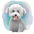 create pet portrait illustration