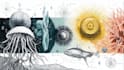 do detailed scientific figures illustrations and diagrams