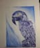 create highly detailed ballpoint pen potraits
