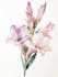 create digital botanical watercolor clipart