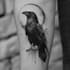 custom an abstract black tattoo design