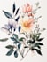 illustrate best botanical illustration