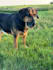 create authentic dog ugc videos for pet brands and products