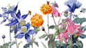illustrate best botanical illustration