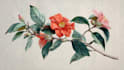 do a botanical illustration