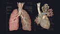 create anatomy, medical, and scientific illustrations
