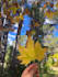 do scenic nature photography