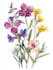 illustrate best botanical illustration