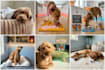 create authentic ugc pet content with real dogs
