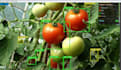 build a custom object detection with exe and source code