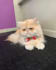 ugc pet videos with my cats