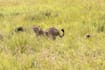 plan your perfect tanzania safari