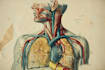 create medical illustration and diagram