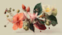 do a botanical illustration