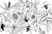 do best botanical line art illustration