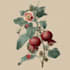 do a botanical illustration