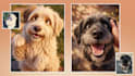 a cute pixar style 3d pet portrait from your photo