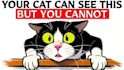 animated cat explainer videos like felune