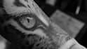 create professional tattoo design in realism style