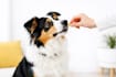 create a professional dog training ebook pet guide
