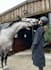 create authentic equestrian ugc videos for your brand