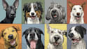 draw an awesome pet cartoon portrait