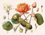 create a botanical illustration in the traditional