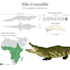 create detailed wildlife scientific illustration