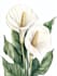 design a botanical illustration