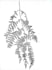 create botanical scientific illustrations using pointillism