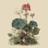 hand draw botanical illustrations