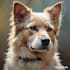 do a custom pet portrait, dog portrait, cat portrait