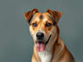 do a custom pet portrait, dog portrait, cat portrait
