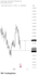be your forex mentor using the quarter master and institutional msnr model