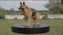 3d animal model animal design 3d animation