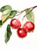 illustrate best botanical illustration