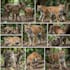 draw all kinds of animals