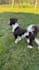 create authentic small dog ugc video ads