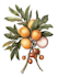 draw a botanical illustration