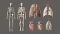 draw exercise, medical and anatomy illustrations