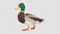 do patch embroidery digitizing and jacket back in  dst