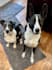 create pet ugc videos with my two dogs