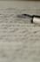 write urdu and english articles blog posts and motivational content