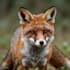 create realistic animal illustration