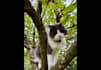create professional ugc video with cat, dog in german