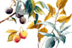 create elegant vintage botanical illustrations in antique style