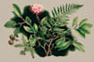 create detailed botanical illustrations and plant art
