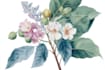 create detailed botanical illustrations and plant art
